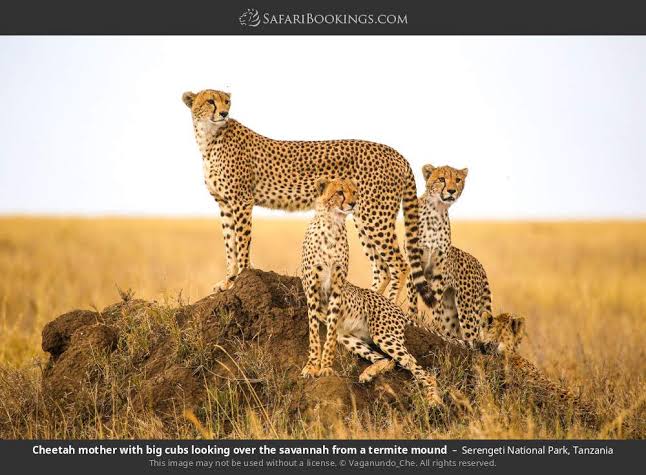 Big Five Safari Tanzania – 5 Days | Generous Tours & Safaris